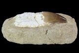 Bargain, Mosasaur (Prognathodon) Rooted Tooth In Rock #88708-2